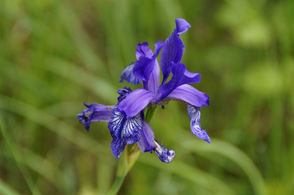 Fiore pianta fioritura canna
