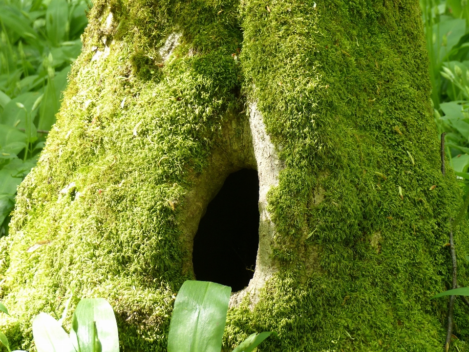 árvore natureza floresta grama