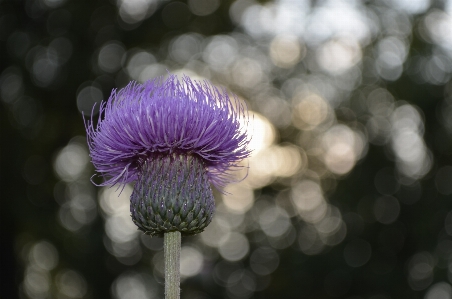 Nature forest blossom mountain Photo