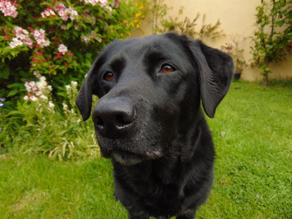 Welpe hund porträt säugetier