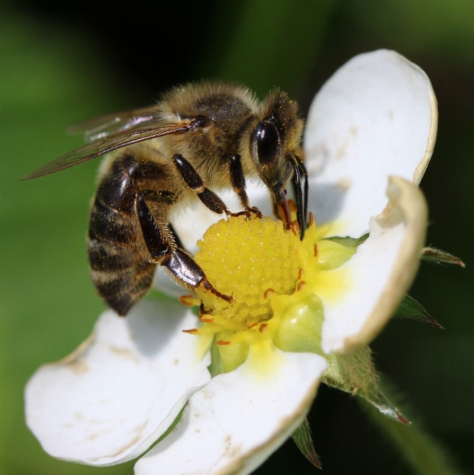 Natur anlage fotografie blume