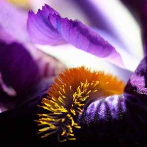 Zdjęcie Natura kwitnąć zakład fotografia