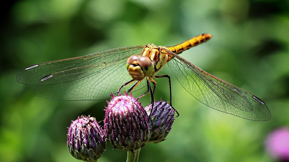 Naturaleza ala fotografía flor