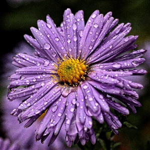 Water nature blossom plant Photo