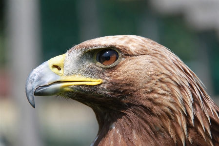 Nature bird wing wildlife Photo