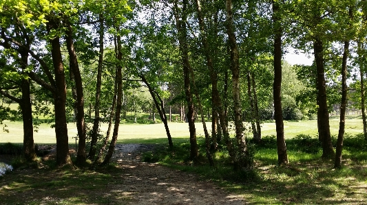 Landscape tree forest grass Photo