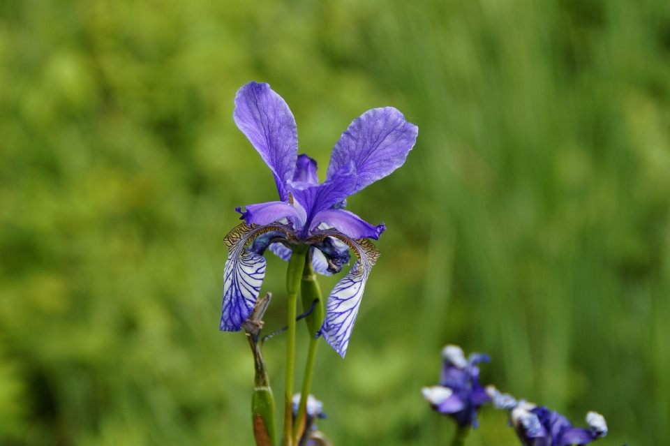 Nature wetlands blossom plant