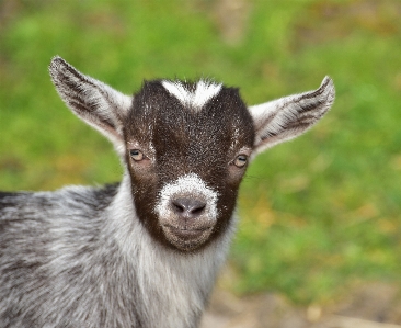 Black and white kid cute wildlife Photo