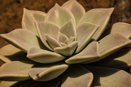 植物 葉 花 花弁 写真