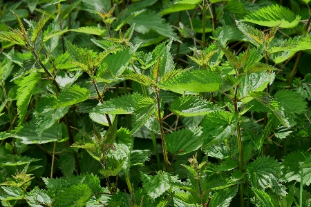 Nature plant meadow leaf Photo