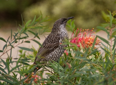 Nature branch bird flower Photo