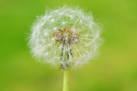 Nature grass plant photography Photo