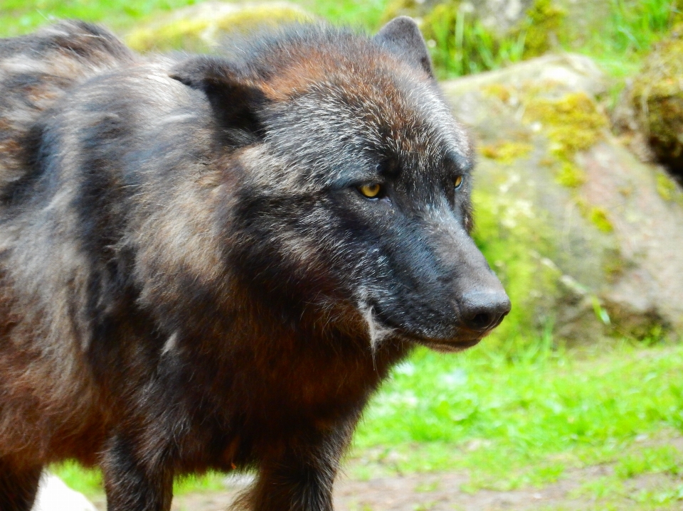 Natur tier tierwelt zoo