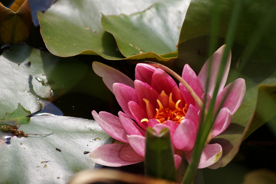 Acqua natura fiore pianta