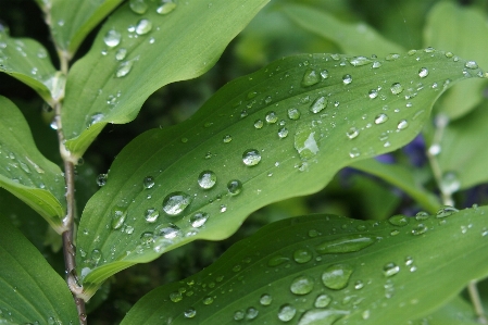 水 自然 落とす 露 写真