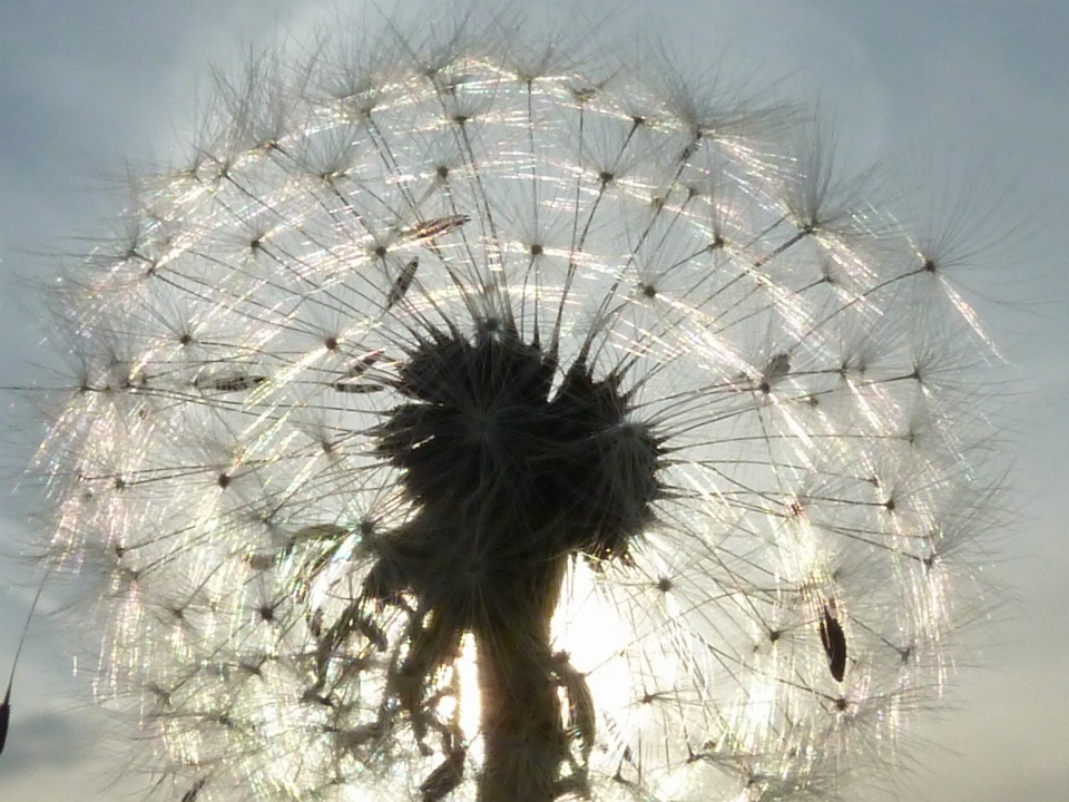 Natur blüte anlage sonne