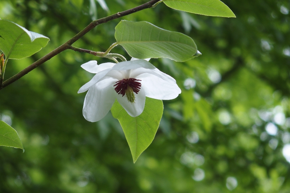 Drzewo natura oddział kwitnąć