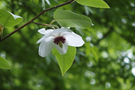 Tree nature branch blossom Photo