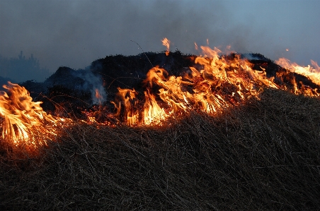 Forest grass light fire Photo