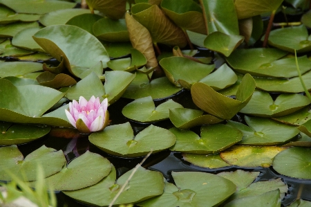 水 花 植物 葉 写真