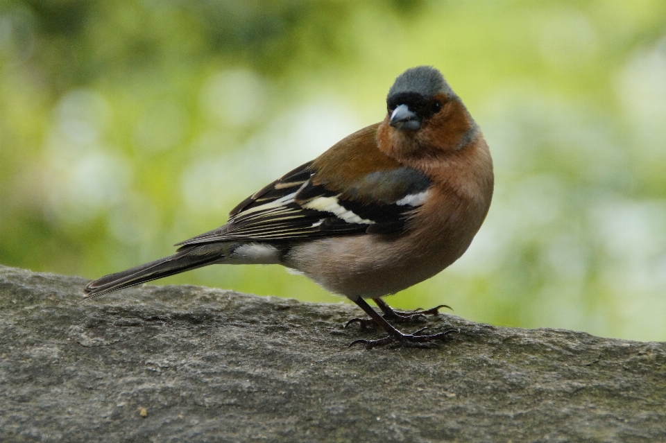 Nature bird animal wall