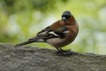 自然 鳥 動物 壁 写真