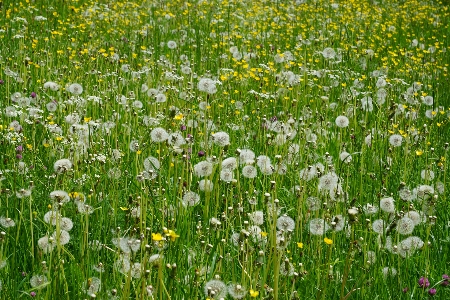 Natur gras anlage feld Foto