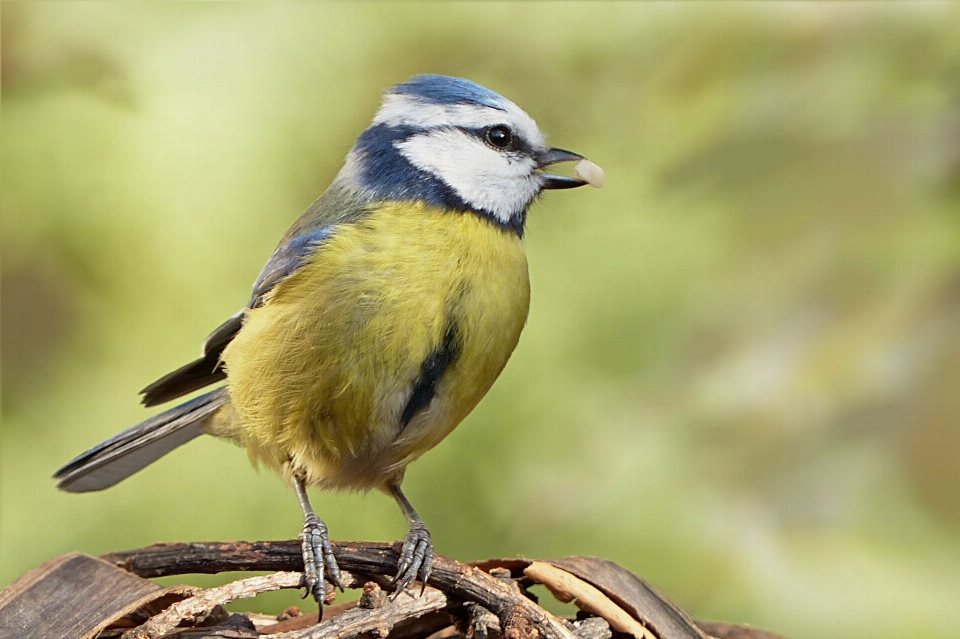 Naturaleza rama pájaro fauna silvestre