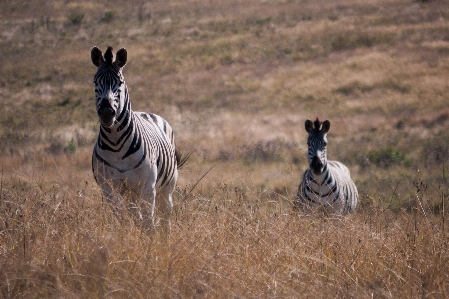 Nature white prairie game Photo