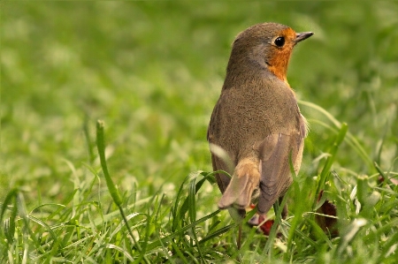 Branch bird prairie wildlife Photo