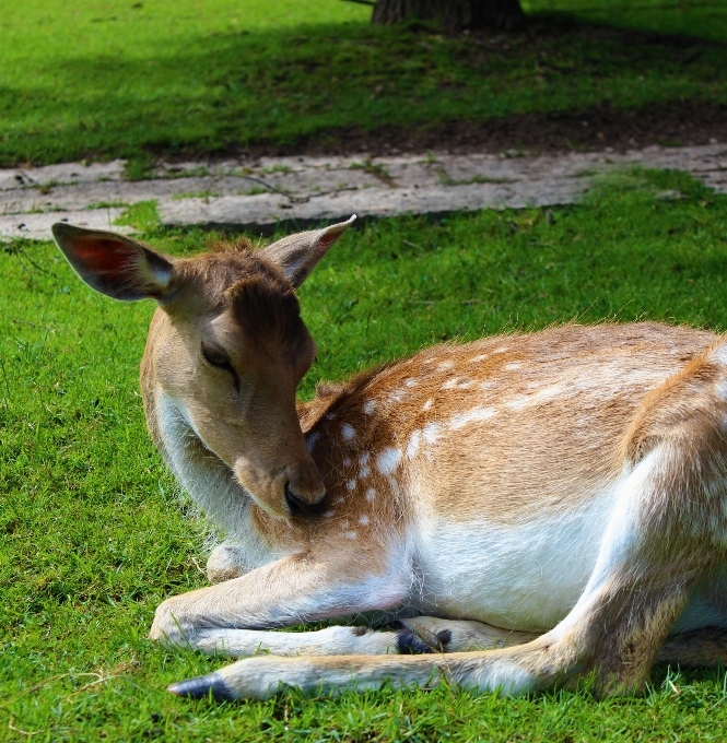 Nature herbe prairie
 faune