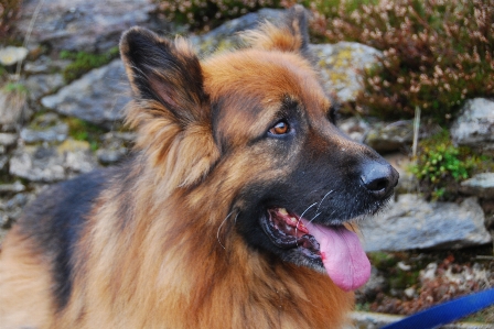 Foto Rambut anjing satwa mamalia