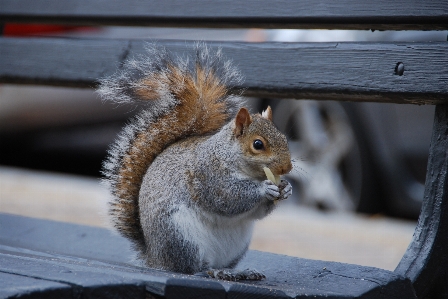 Animal wildlife mammal squirrel Photo