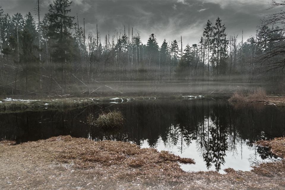 пейзаж дерево вода природа