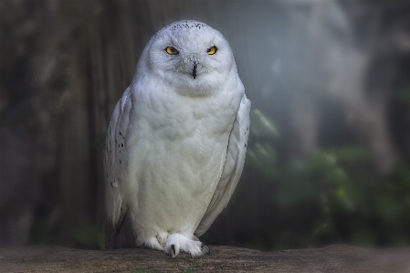 Foto Alam burung sayap margasatwa