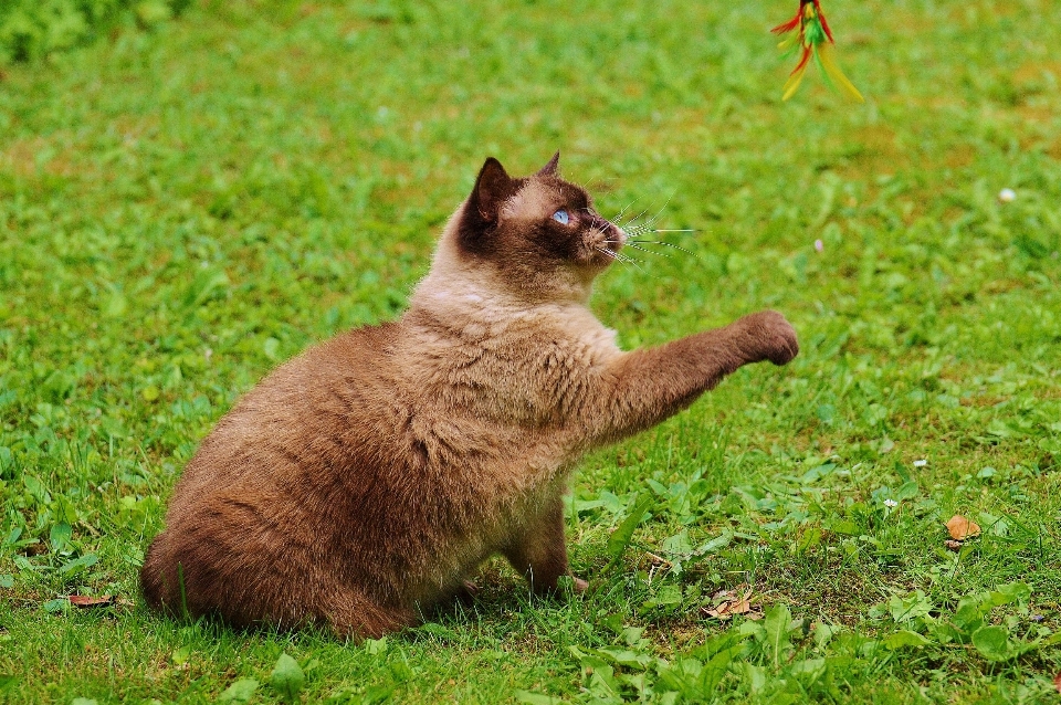 Herbe jouer doux mignon