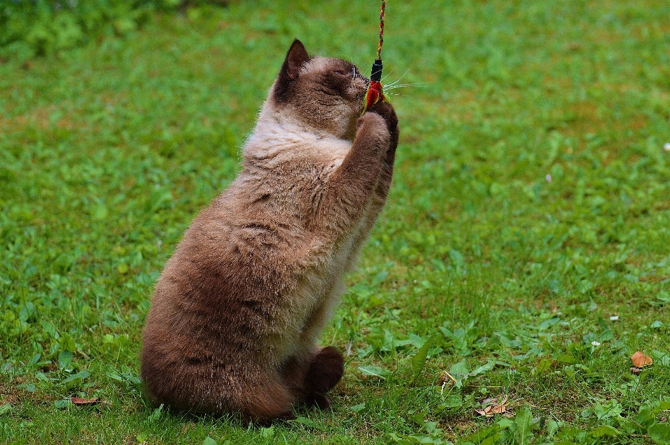 草 遊ぶ 甘い かわいい