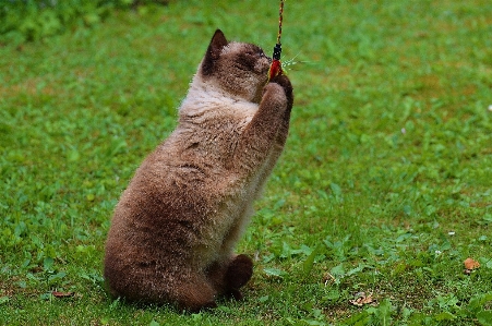 Foto Erba giocare dolce carino