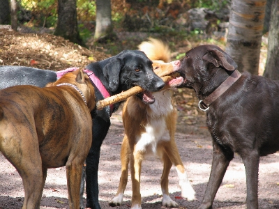 Foto Hutan anak anjing satwa