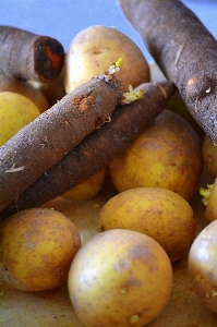 Anlage frucht gericht essen Foto