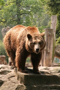 Bear wildlife zoo mammal Photo