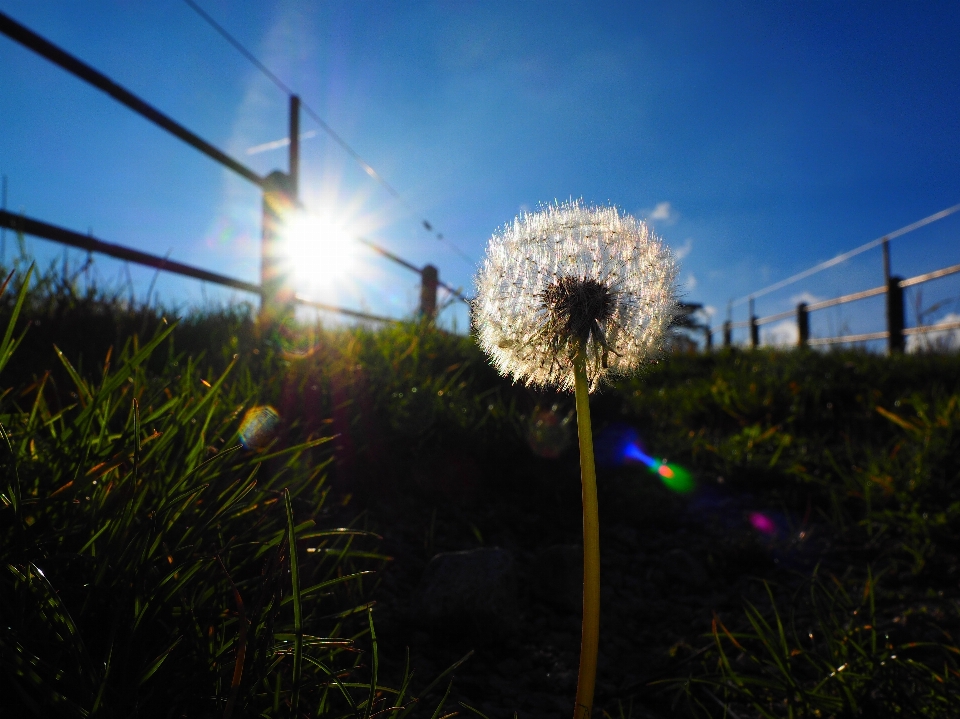 Naturaleza césped luz planta