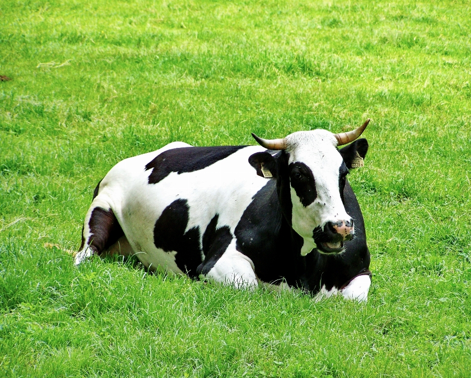 Grass field farm meadow