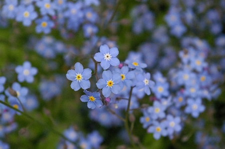 Nature blossom plant meadow Photo