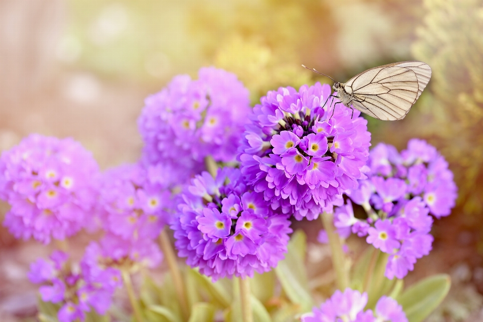 Nature fleurir usine fleur