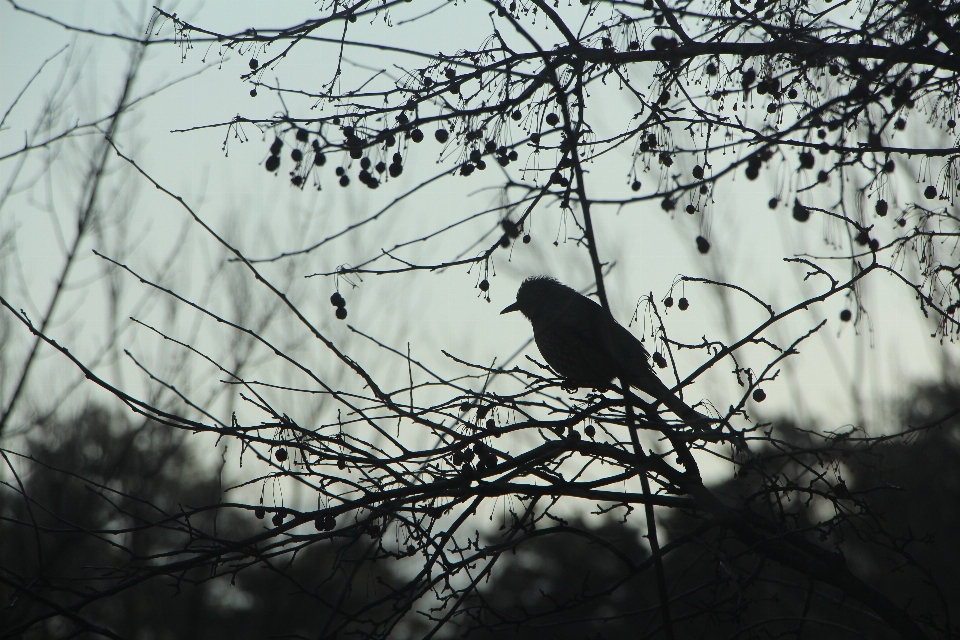 Baum natur zweig schnee