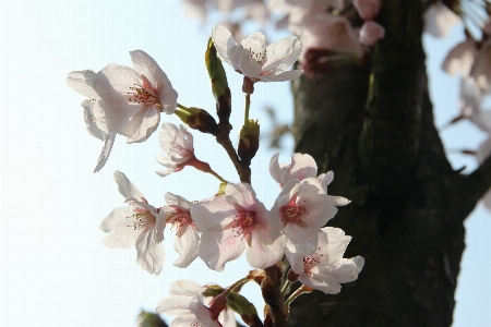 Nature branch blossom plant Photo