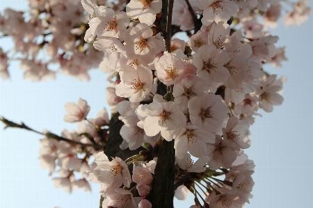 自然 ブランチ 花 植物 写真