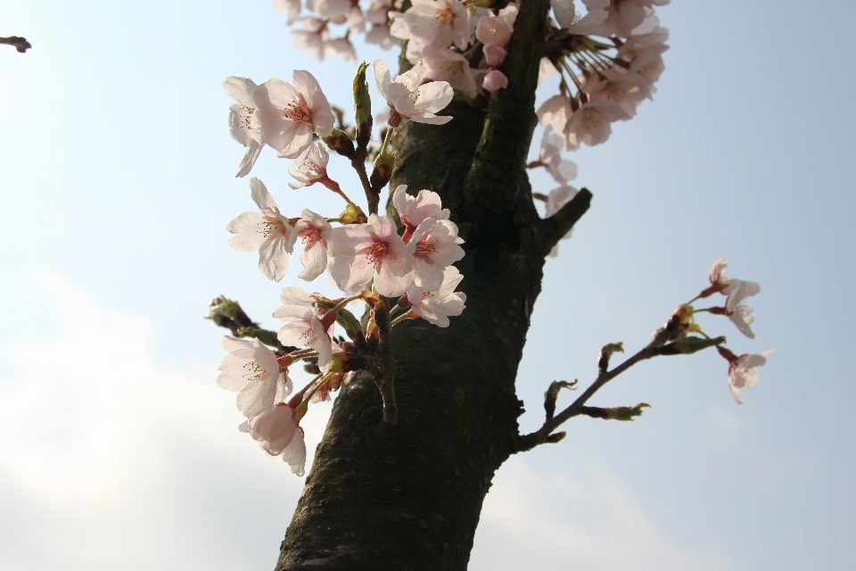 木 自然 ブランチ 花