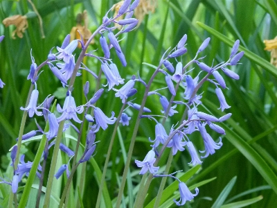 Nature forest plant countryside Photo